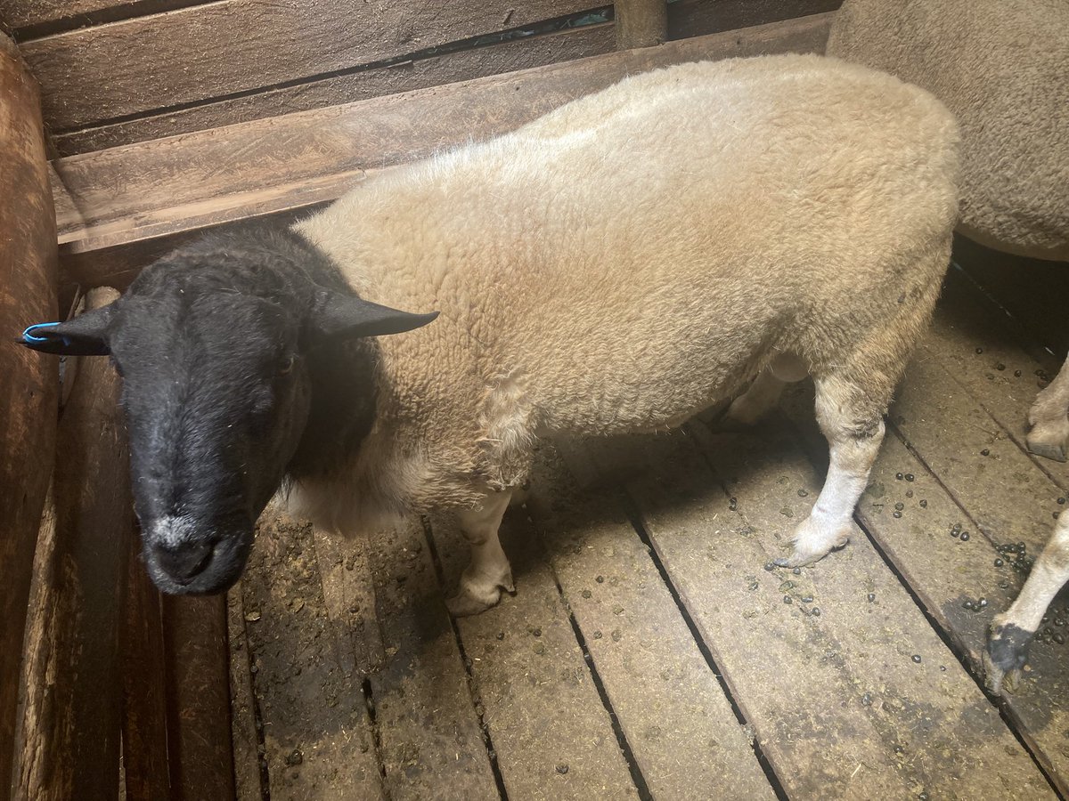 SirClaise's tweet image. Our two prized rams, the larger ☝️ nicknamed “Monster Among Men,” weigh 108 kgs of pure breeding excellence with two prominent teeth Beside him, the sleeker Chepnyogat at 90 kgs with his single distinctive tooth, he possessed an elegance that spoke of refined genetics 🧬.