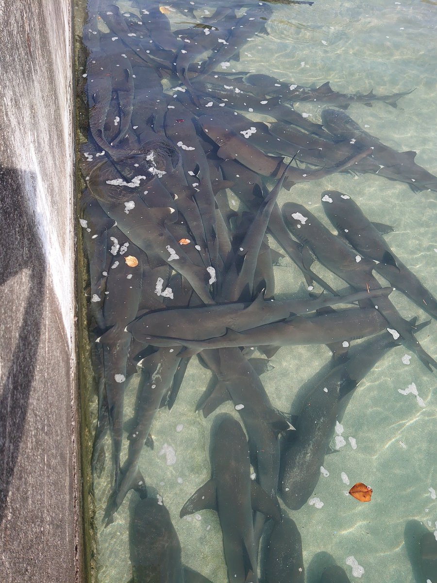東京にこんな場所あるって知ってた？

#小笠原諸島
