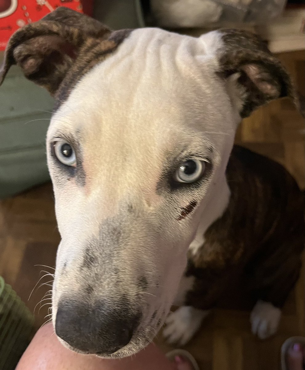 kdhawks1's tweet image. Please help me find these thrown away babies homes. Both very sweet and get along great with my 3 small dogs. They don’t have to stay together since not found together. Please DM me if interested.