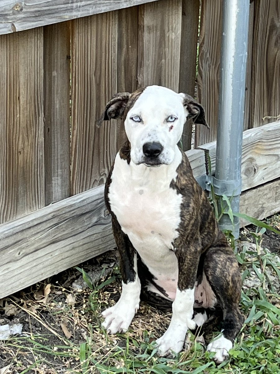 kdhawks1's tweet image. Please help me find these thrown away babies homes. Both very sweet and get along great with my 3 small dogs. They don’t have to stay together since not found together. Please DM me if interested.