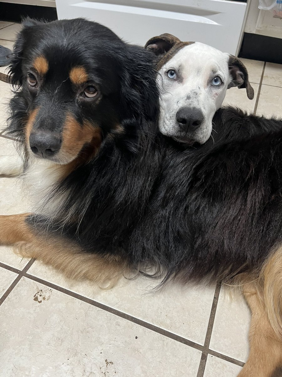 kdhawks1's tweet image. Please help me find these thrown away babies homes. Both very sweet and get along great with my 3 small dogs. They don’t have to stay together since not found together. Please DM me if interested.