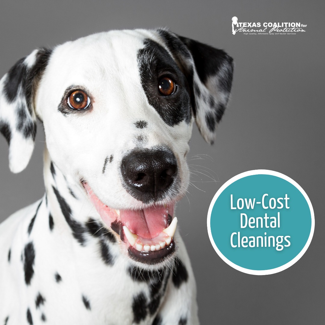 TCforAP's tweet image. In search of low-cost dental cleaning services? 🦷

TCAP offers low-cost dental cleanings &amp;amp; services starting as low as $165!

Give us a call at 940-566-5551 to schedule your pet's appointment!

#NeuterIsCuter #TCAPSpayNeuter #DFWSpayNeuter #LowCostPetCareDFW #DallasPetWellness