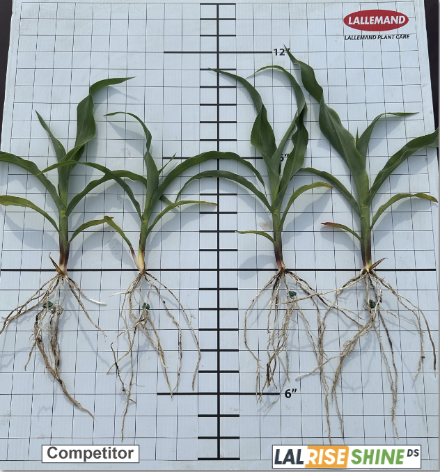 Earlier this month, we introduced our Williamsburg, IA, LALRISE SHINE DS trial. Early results are in, and the benefits on early emergence and growth are clear to see! In this replicated trial by J&amp;S Research, treated corn shows stronger early growth with enhanced P and K uptake.