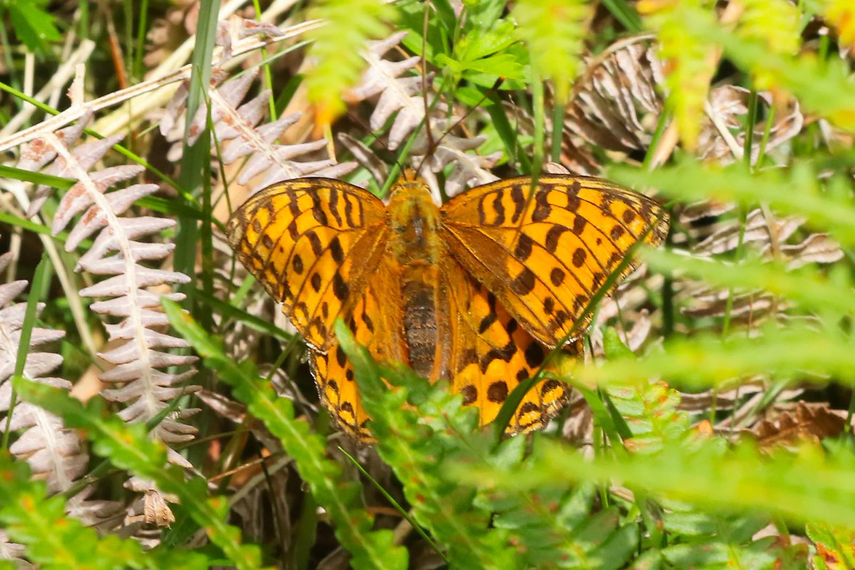 NaturAmByth's tweet image. Mae cytref olaf Cymru'r Fritheg Frown yn Old Castle Down, Bro Morgannwg! 🏴
Dysgwch bopeth am y rhywogaeth hardd hon yng Ngŵyl Natur Pen-y-bont yfory (11am-4pm) gyda thîm #NaturamByth a @savebutterflies. #BigButterflyCount 🦋
Cael tocynnau: orlo.uk/qiBms