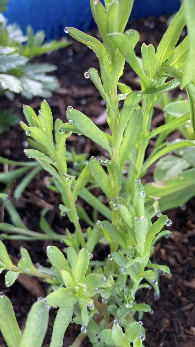 t_straighter's tweet image. Dewdrops.