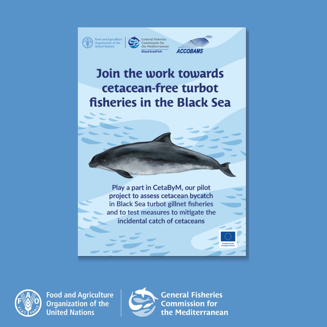 #GFCM_WGBS is discussing the outcomes of #CetaByM pilot project 
 
🔷The project increased awareness raising to minimise the cetacean bycatch and tested measures to mitigate the incidental catch of harbour porpoise. 
 
Find out more: 
openknowledge.fao.org/handle/20.500.…
#BlackSea4Fish
