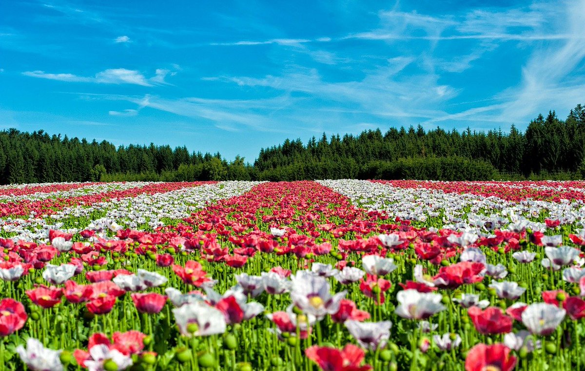 Every day is a new 
beginning. 
🌷

#thursdaywisdom #thursdayvibes #WellnessJourney #mindbodysoul #nature
