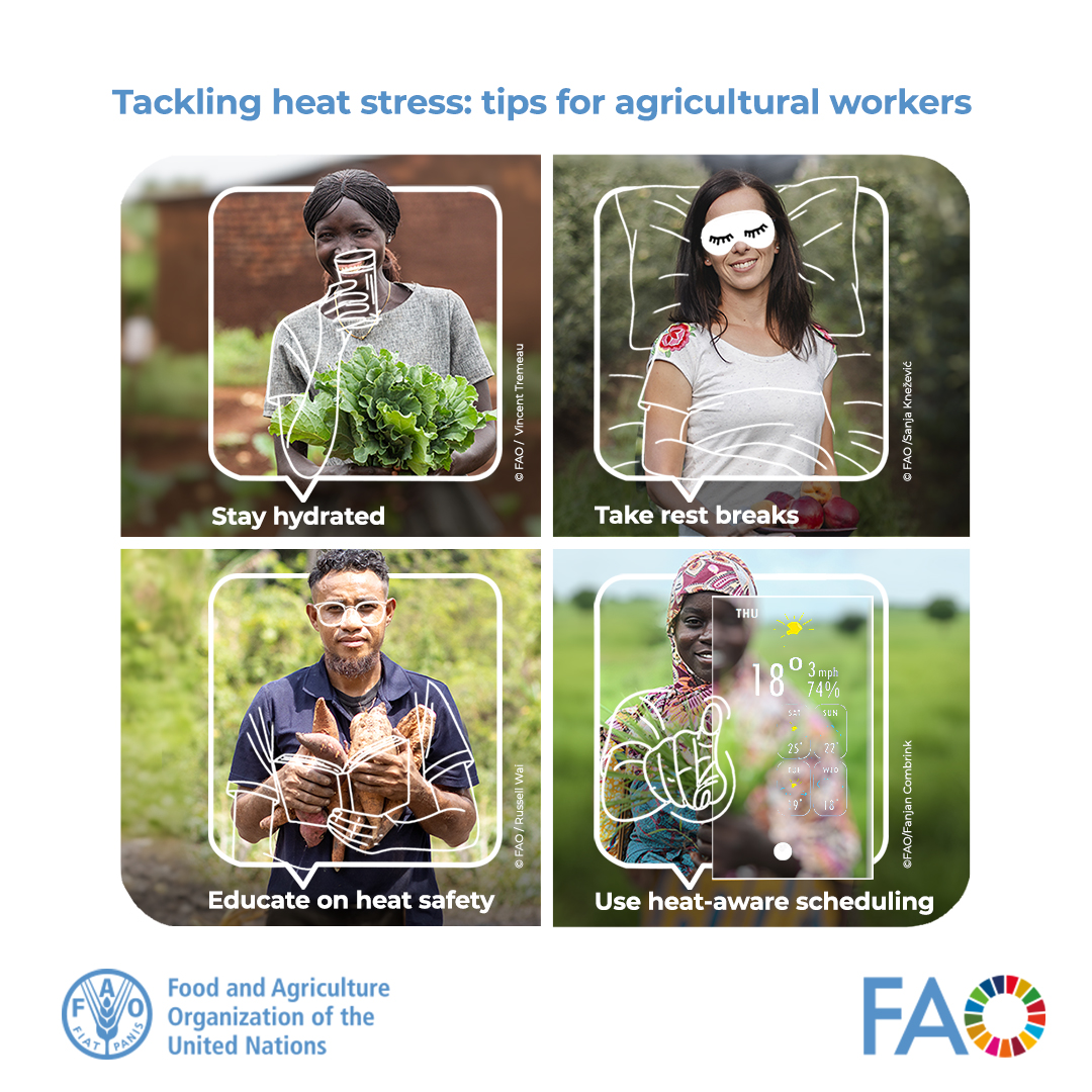 Heat stress can put agricultural workers at risk, causing exhaustion, dehydration, and more.

Simple steps like hydration, rest, and heat-aware schedules can protect those who grow our food.

It’s time to raise awareness and prioritize decent, safe work 👉 openknowledge.fao.org/handle/20.500.…