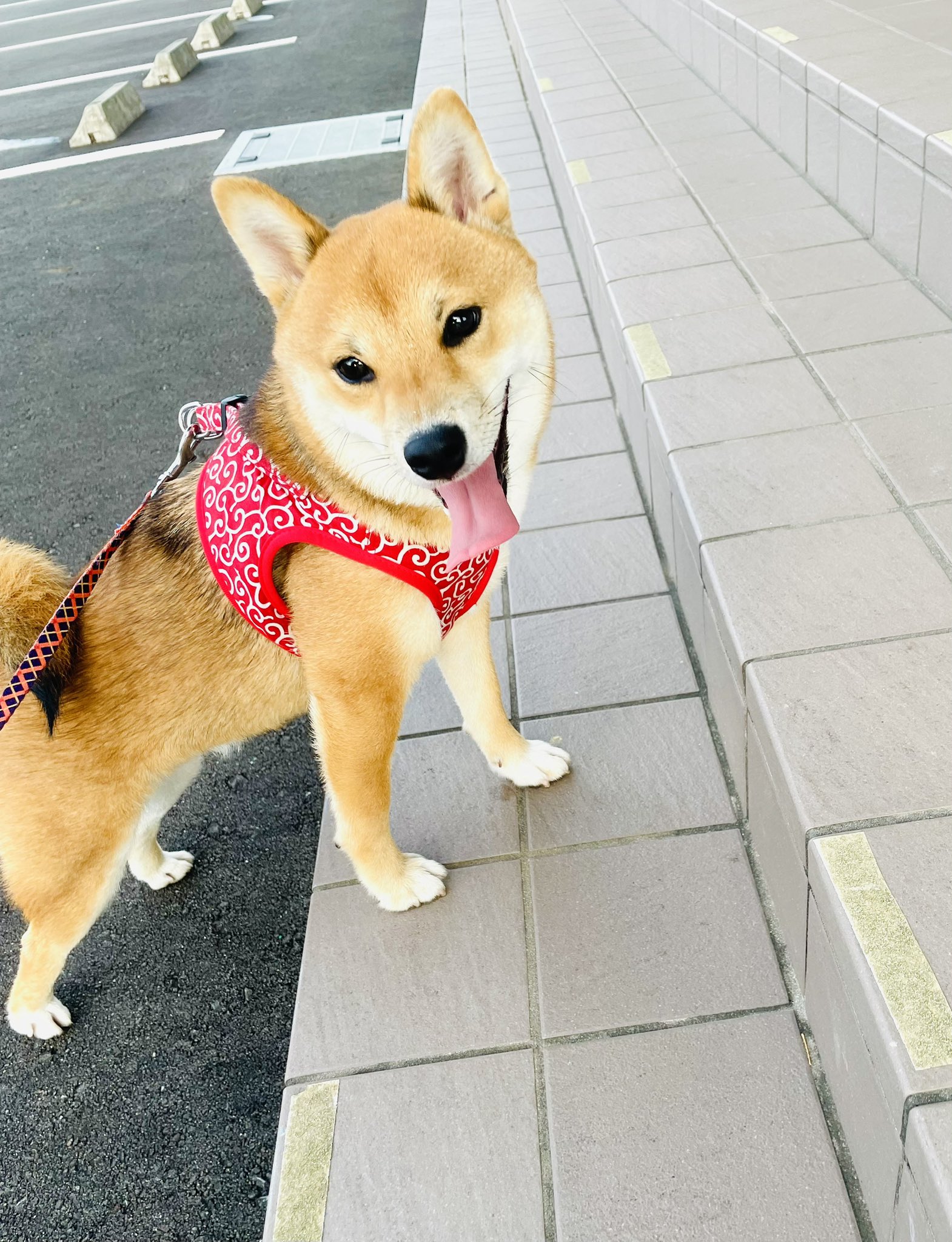 犬 JxK.Studio】JXK054ABC shiba inu Leg Lift 1/6スケール 柴犬 イヌ