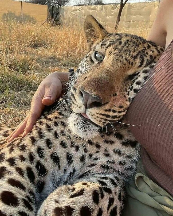 Gogishitposts's tweet image. Every man with their favorite girl.🐯🎀