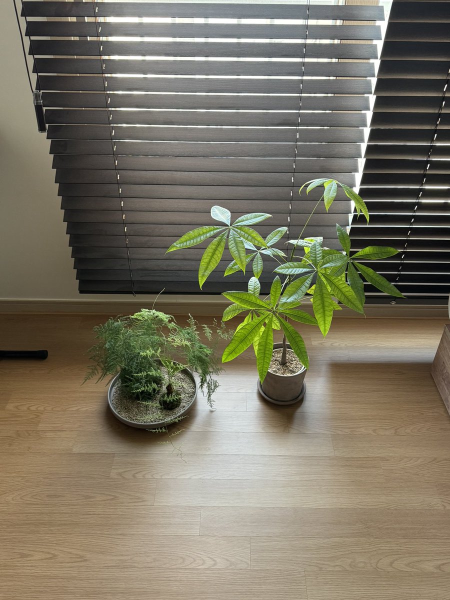 ablume_twt's tweet image. 1. 그냥 나의 얼굴
2. my original plant, new plant ☘︎
3. 길에서 마주친 고양이
4. 혼자 놀기
#ablume #SAENA #어블룸 #새나