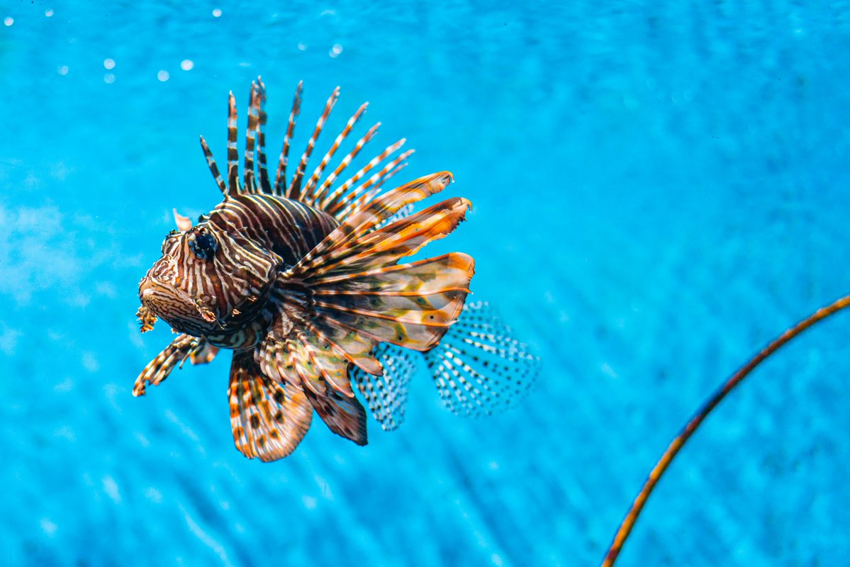 genedrivenet's tweet image. “The break-neck pace of the ongoing sixth mass extinction means we cannot afford to shut the door on solutions before we have the chance to fully explore and understand them.”
In an op-ed for @EuropeScientist, Dr Piero Genovesi, @IUCN_ISSG, explains why an @IUCN moratorium on…
