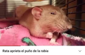 UnReTuit's tweet image. La rata viendo que la rescataron de un laboratorio para dejarla encerrada en un tuper #NadieDiceNada