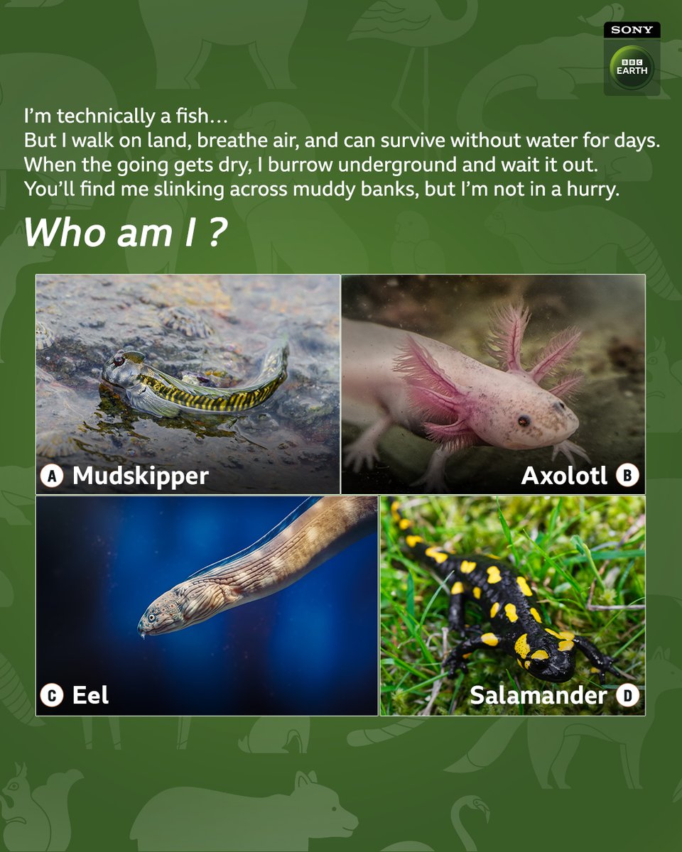 Think you’ve skipped to the right answer? Drop your guess below!  

#SBBCE #SonyBBCEarth #FeelAlive #RiddleMeOut