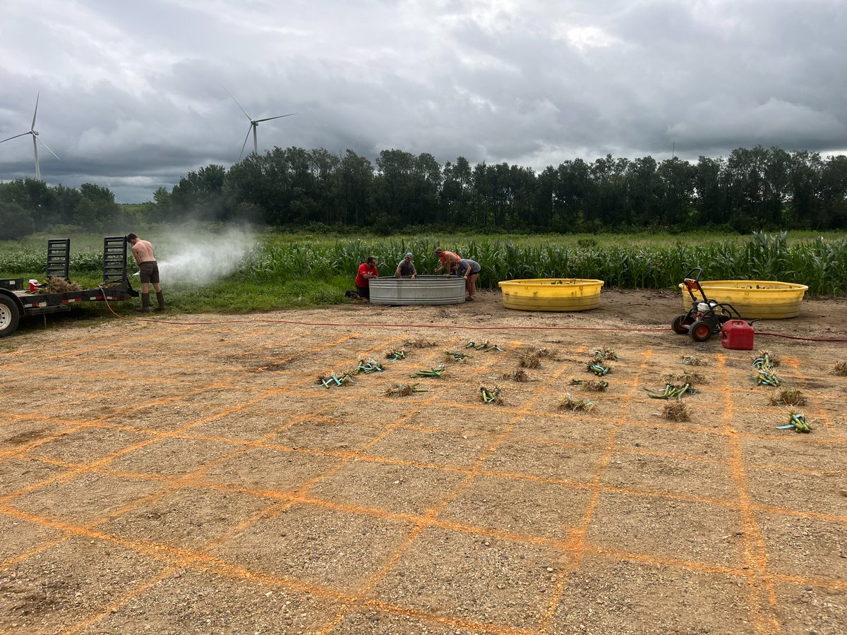 Over 4000 corn roots dug in the past week.   Good pressure including a perfect 5 root 3.0 rating on a check.  #rootdigs #cornrootworm #agresearch