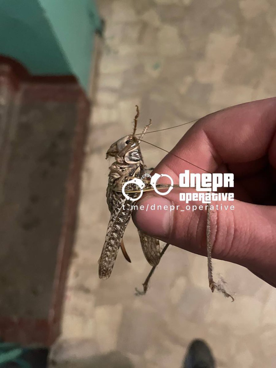 Egyptian locusts from Zaporozhye have already reached Krivoy Rog, Dnieper and even Odessa

Such a massive invasion of locusts is explained by the disruption of the ecosystem of Ukraine due to the war