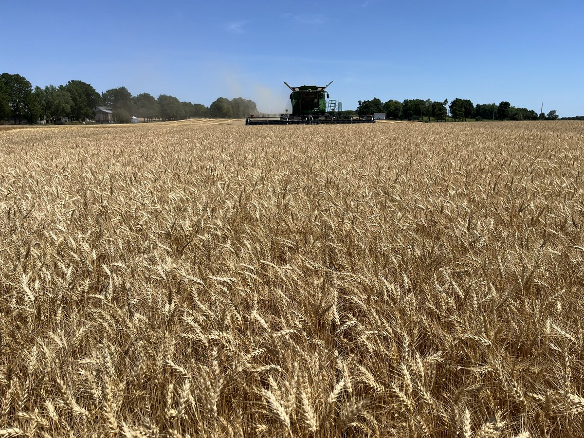 Jeff Steiner (@scoutingfields) on Twitter photo Yesterday afternoon did some yield checks at <a href="/coxlynfarms/">Elaine Cox</a> on some <a href="/PioneerSeedsCA/">Pioneer Seeds Canada</a> 25W38. Awesome yields with some incredible straw. <a href="/CarterKing97/">Carter King</a> <a href="/Cheech_Cheech/">James D'Aoust 🌽</a> <a href="/KrisCarberry/">Kris Carberry</a> <a href="/TeeReese66/">Terry Reesor</a>
Thanks to <a href="/Trevordovsky/">Trevor Cox</a> and Rob Yesterday afternoon did some yield checks at <a href="/coxlynfarms/">Elaine Cox</a> on some <a href="/PioneerSeedsCA/">Pioneer Seeds Canada</a> 25W38. Awesome yields with some incredible straw. <a href="/CarterKing97/">Carter King</a> <a href="/Cheech_Cheech/">James D'Aoust 🌽</a> <a href="/KrisCarberry/">Kris Carberry</a> <a href="/TeeReese66/">Terry Reesor</a>
Thanks to <a href="/Trevordovsky/">Trevor Cox</a> and Rob