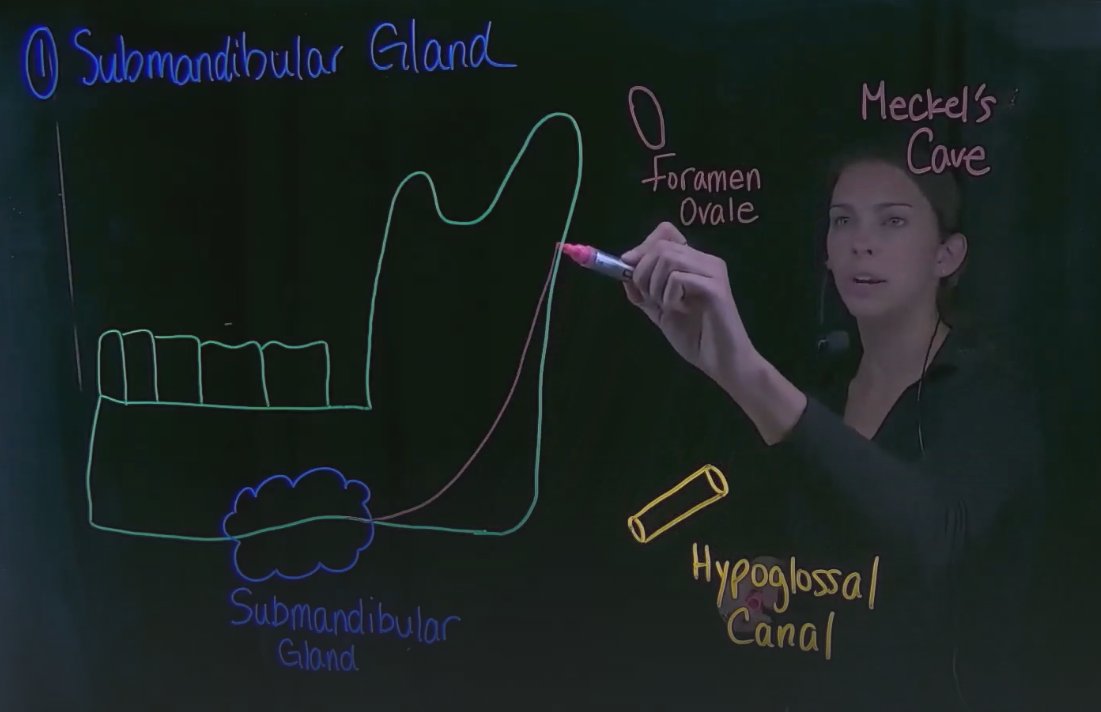 🚨 Just launched today - a new Neuroanatomy section in the ARC Bootcamp. arcbootcamp.com

To celebrate, we're cutting registration fees by 50% until Aug 1. Use the code ILOVEANATOMY

We did a randomized study on this new material, with very interesting findings... 🧵