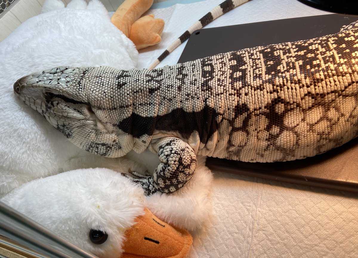 ashley_lizard's tweet image. 出勤21時

最近遅いよよしやくん…
