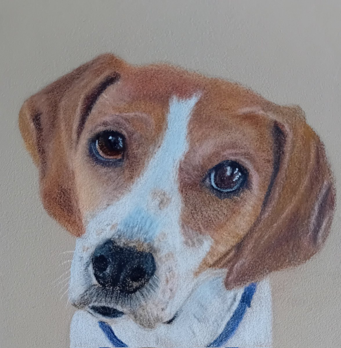 pamadamsart's tweet image. Bertie Beagle 🐕
Coloured pencil drawing ✏️
#beagle #fabercastell #dogsofinstagram
