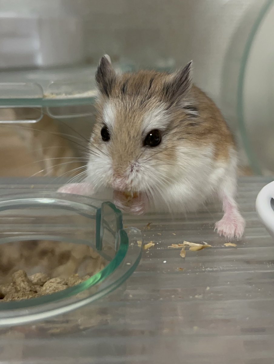 hamu_robos's tweet image. ポルちゃんが踏ん張ってご飯食べてたの愛おしいな
２号はビビリなのであんまり食べてるところみせてくれない〜