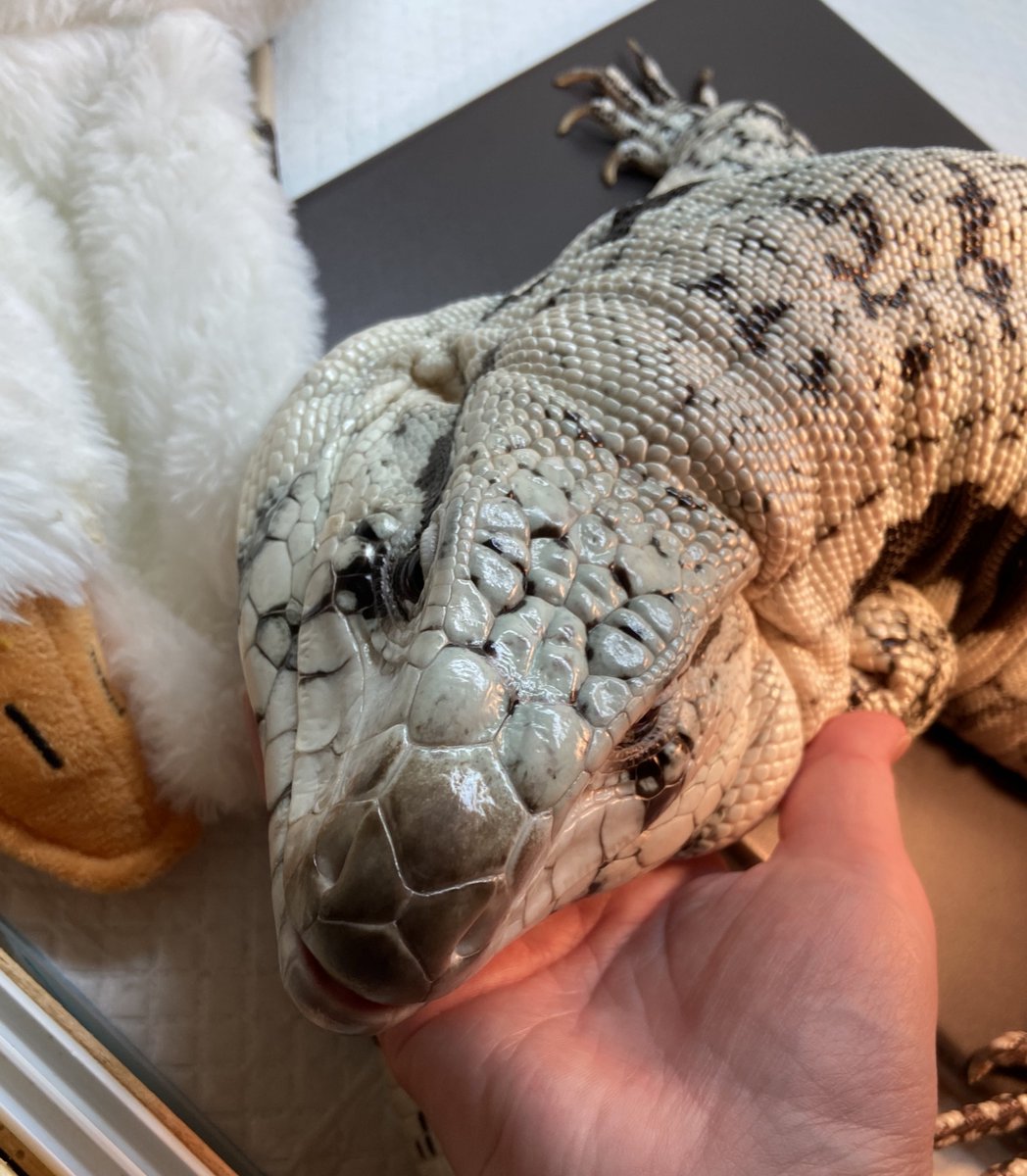 ashley_lizard's tweet image. おはようの「お手」ならぬ「お顎」はしてくれる、重い…
