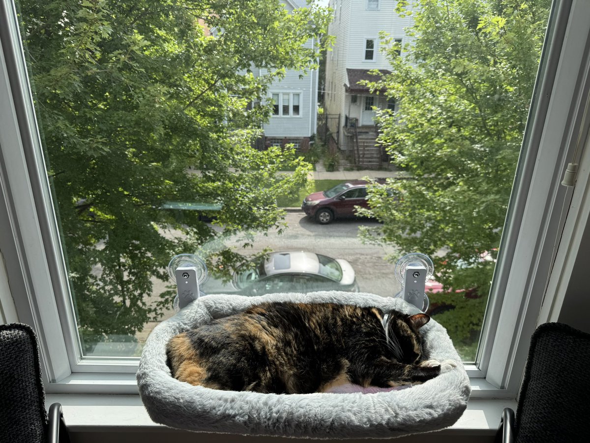iamsessu's tweet image. I think she’s finally adjusting to the Chicago life.