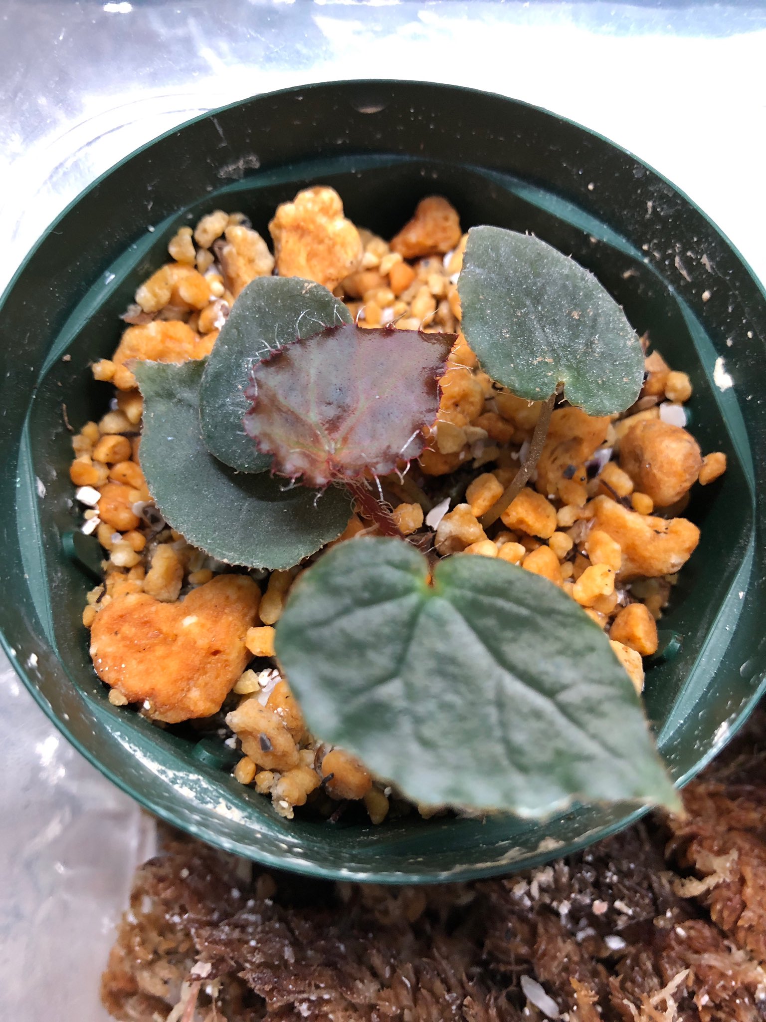 【お値下げしました】ベゴニア百科 ベゴニアの花言葉】球根ベゴニアやリーガースベゴニアの意味は？