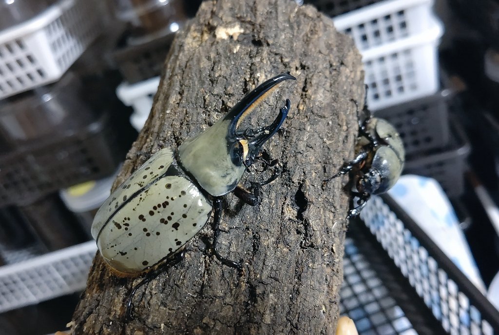 カブクワオタク 超リアル！コーカサスオオカブトVSギラファノコギリクワガタ
