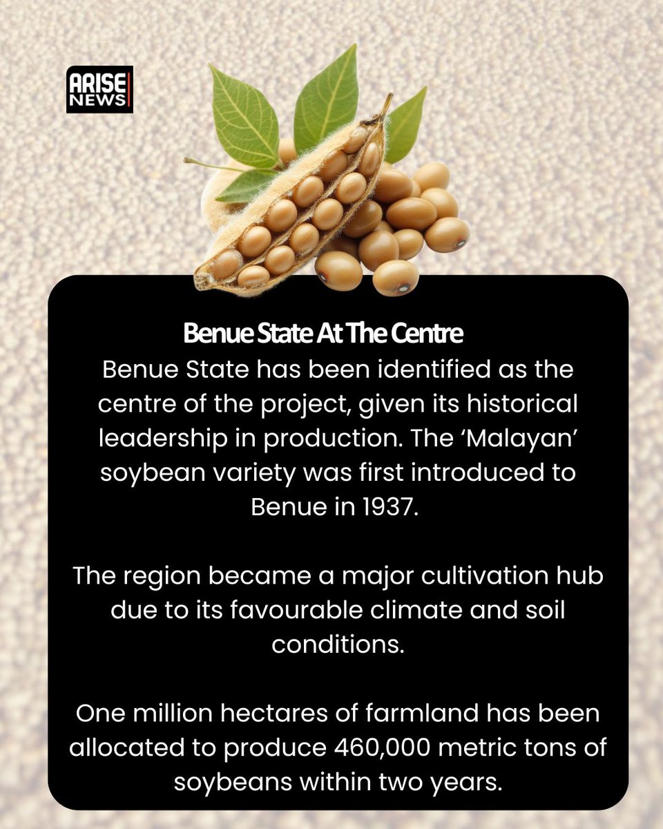 Nigeria's government has launched two initiatives aimed at transforming the country's agricultural sector, positioning it as a global powerhouse.
The National Soybean Production Policy and Strategy and the Nigerian Soybean Partnership will see naturally, non-GMO soybeans produced