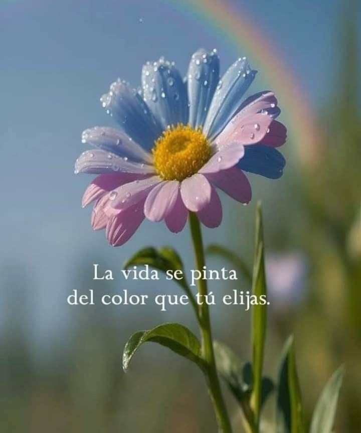 AreSoloSuyaP's tweet image. 🌷•••
𝗘𝗡𝗙𝗢𝗖𝗔𝗧𝗘
𝑬𝒏 𝒗𝒆𝒓 𝒍𝒐 𝗕𝘂𝗲𝗻𝗼
𝑬𝒏 𝒉𝒂𝒃𝒍𝒂𝒓 𝒍𝒐 𝗕𝗼𝗻𝗶𝘁𝗼
𝑬𝒏 𝒆𝒔𝒄𝒖𝒄𝒉𝒂𝒓 𝒍𝒐 𝗣𝗼𝘀𝗶𝘁𝗶𝘃𝗼
𝑬𝒏 𝗔𝗺𝗮𝗿, 𝒆𝒏 𝗕𝗿𝗶𝗹𝗹𝗮𝗿
𝑬𝒏 𝒗𝒊𝒗𝒊𝒓 𝒍𝒂 𝒗𝒊𝒅𝒂 𝒒𝒖𝒆 𝒅𝒆𝒔𝒆𝒂𝒔 𝒚 𝒆𝒏 𝗔𝗴𝗿𝗮𝗱𝗲𝗰𝗲𝗿 𝒕𝒐𝒅𝒐 𝒍𝒐 𝒒𝒖𝒆 𝒗𝒆𝒏𝒈𝒂.…