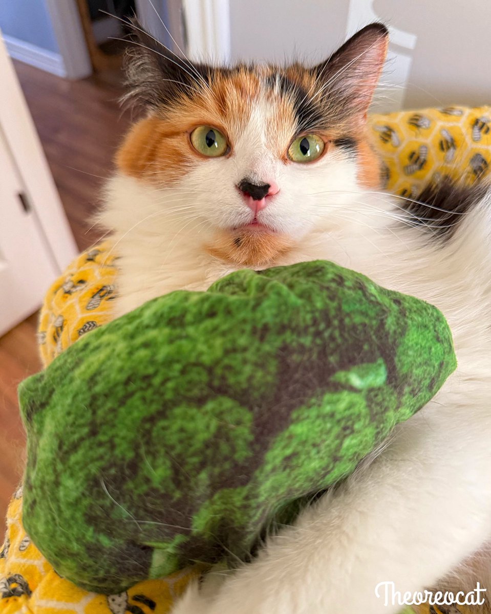 TheOreoCat's tweet image. Never trust a vegetable that isn’t covered in melted cheese. 🥦
~ Olive 🫒
#theoreocat #catlogic #CatsOfX