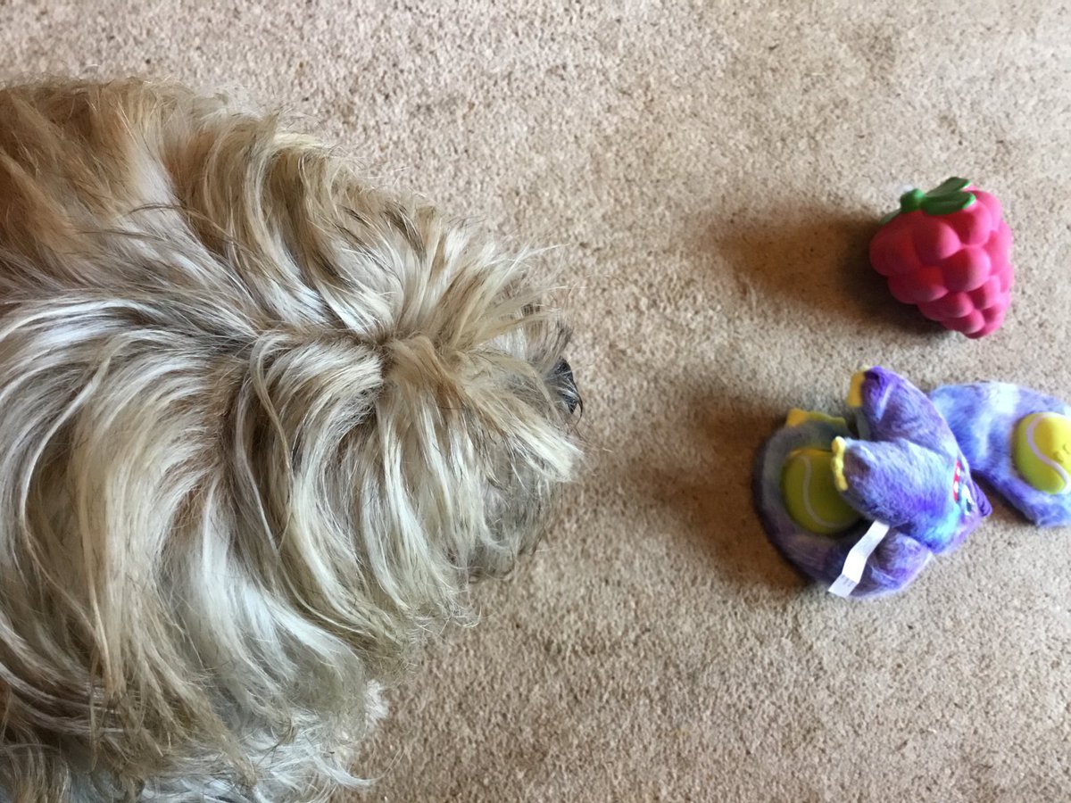 Time for an afternoon squeak 🦇