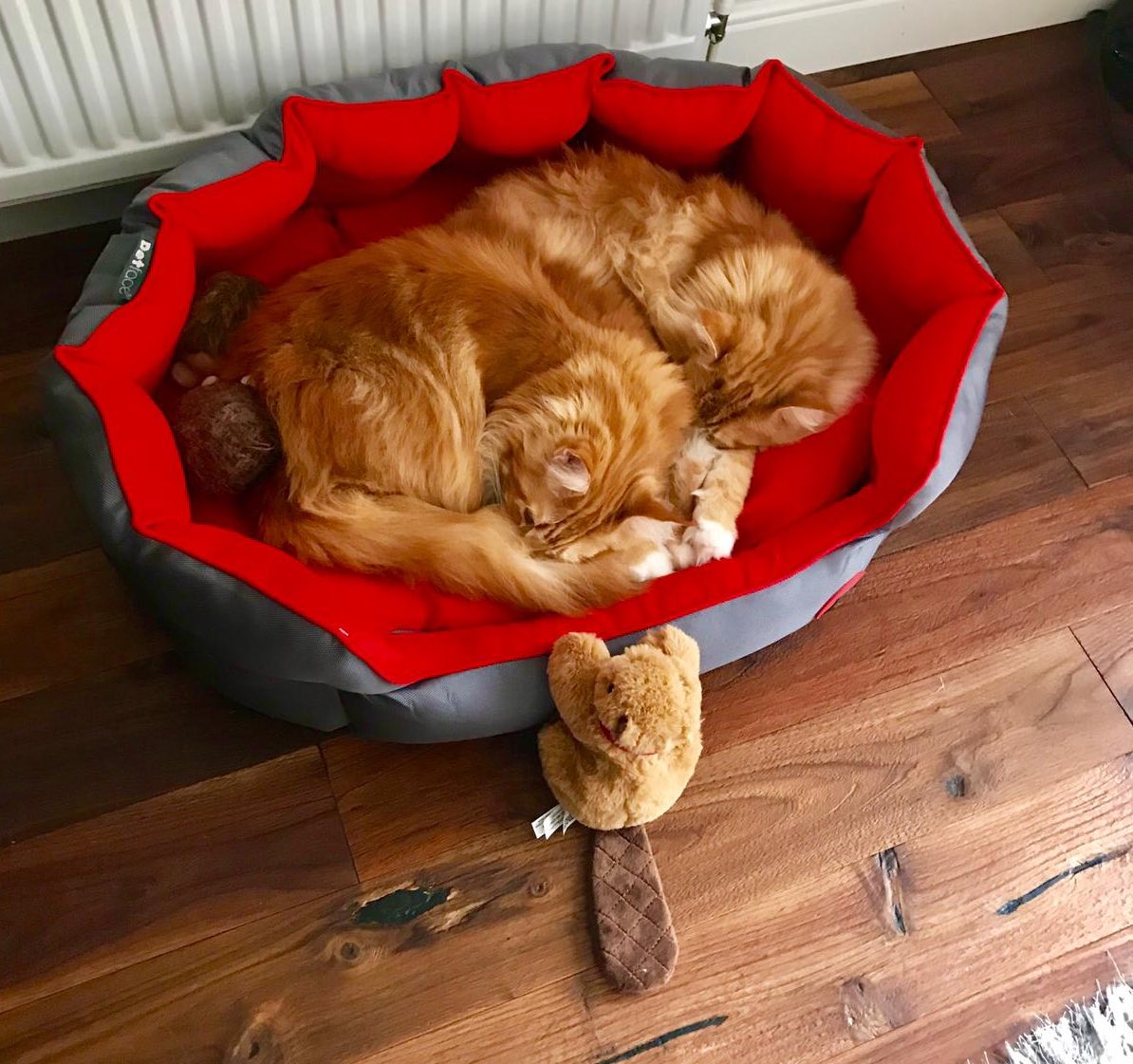 buddy_gizmo's tweet image. #ThrowbackThursday to when Mr Beaver was tasked with guarding the boys while they napped. They looked so cute together he got caught up gazing at them and forgot to look the other way 😹😹🦁🦁 #teamfloof #CatsOfTwitter