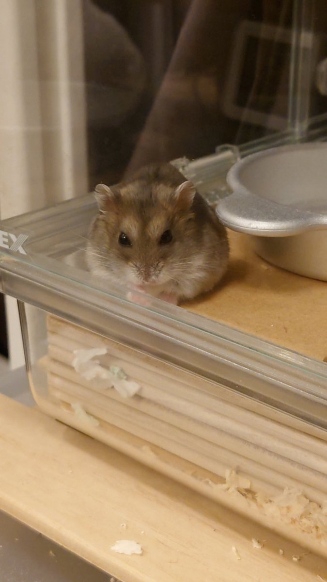 kemari_no_ouchi's tweet image. 🐹ふむぅ…