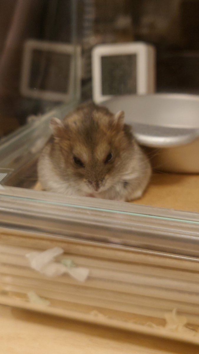 kemari_no_ouchi's tweet image. 🐹いなり ねむくなってきたかも…