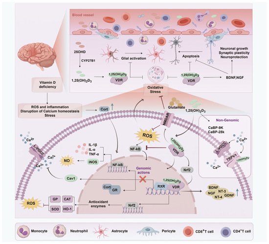 _MCRicardo_'s tweet image. Neuroprotective Roles of Vitamin D: Bridging the Gap Between Mechanisms &amp; Clinical Applications in Cognitive Decline (CD)
Vit D prevents or mitigates CD
mdpi.com/1422-0067/26/1… @HealthyFellow @DrRPalmquist
Mechanisms through which vit D modulates &amp; enhances cognitive function