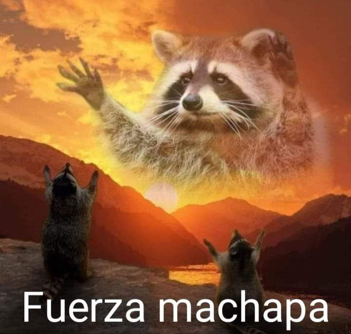 Mundacio's tweet image. responde este tweet con imágenes con un poder absurdo para motivarte

empiezo yo: fuerza machapa