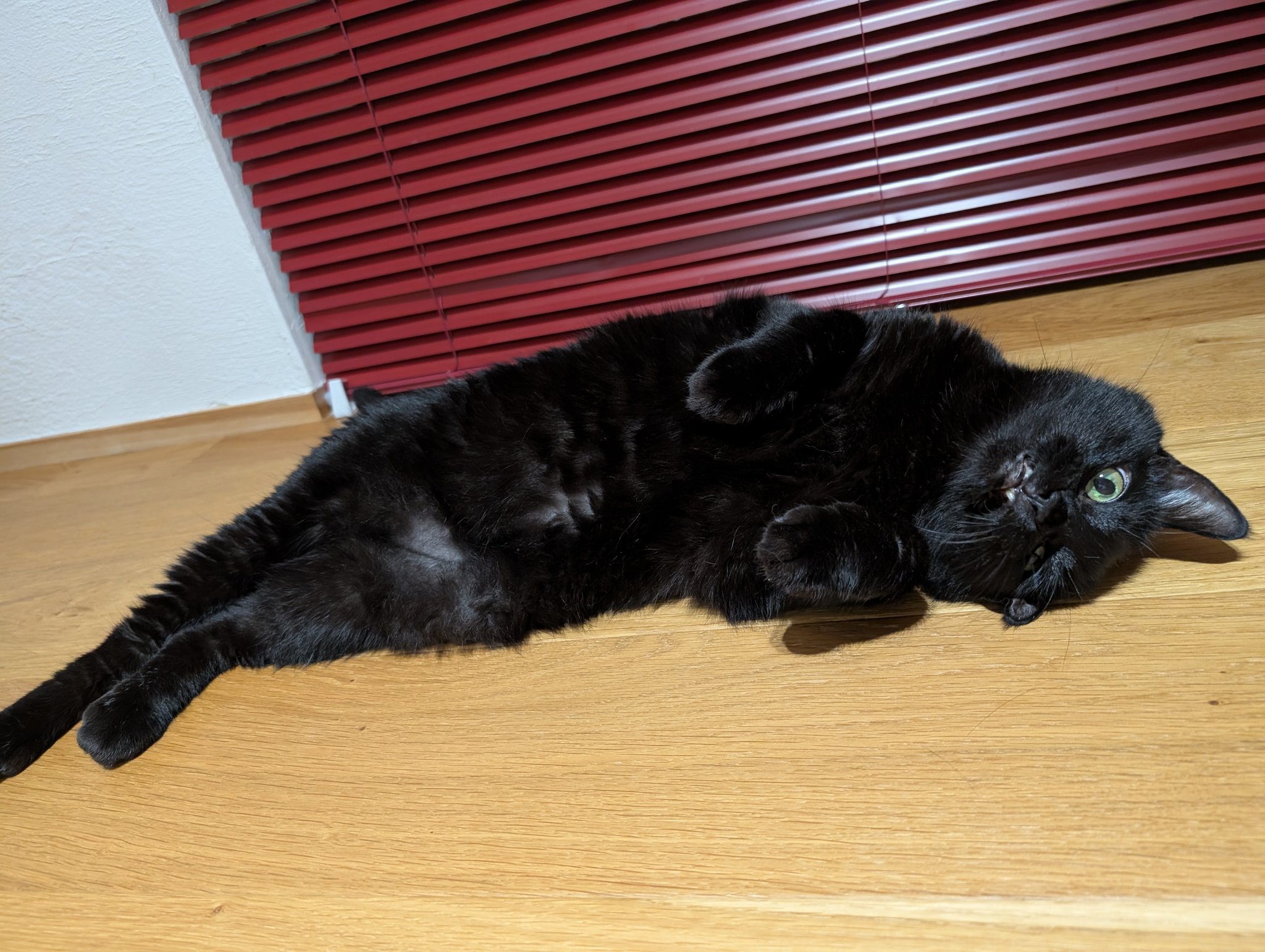 猫C 最終値下げしました！ とこ☆とこと on X: 