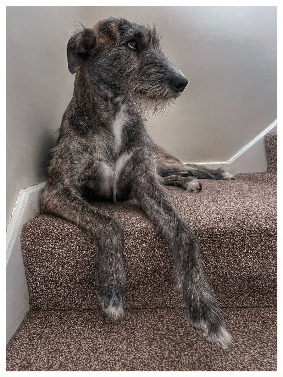 flyabout7's tweet image. Lord Ralphington: A Repose Most Noble. 

Upon yon velvet stair he lies,
A creature carved from silk and grace, 
No crown, yet sovereign in our eyes,
He guards his steps, his stately place. 

- Circa 2025, The House of Ralphington. 

#AdoptDontShop