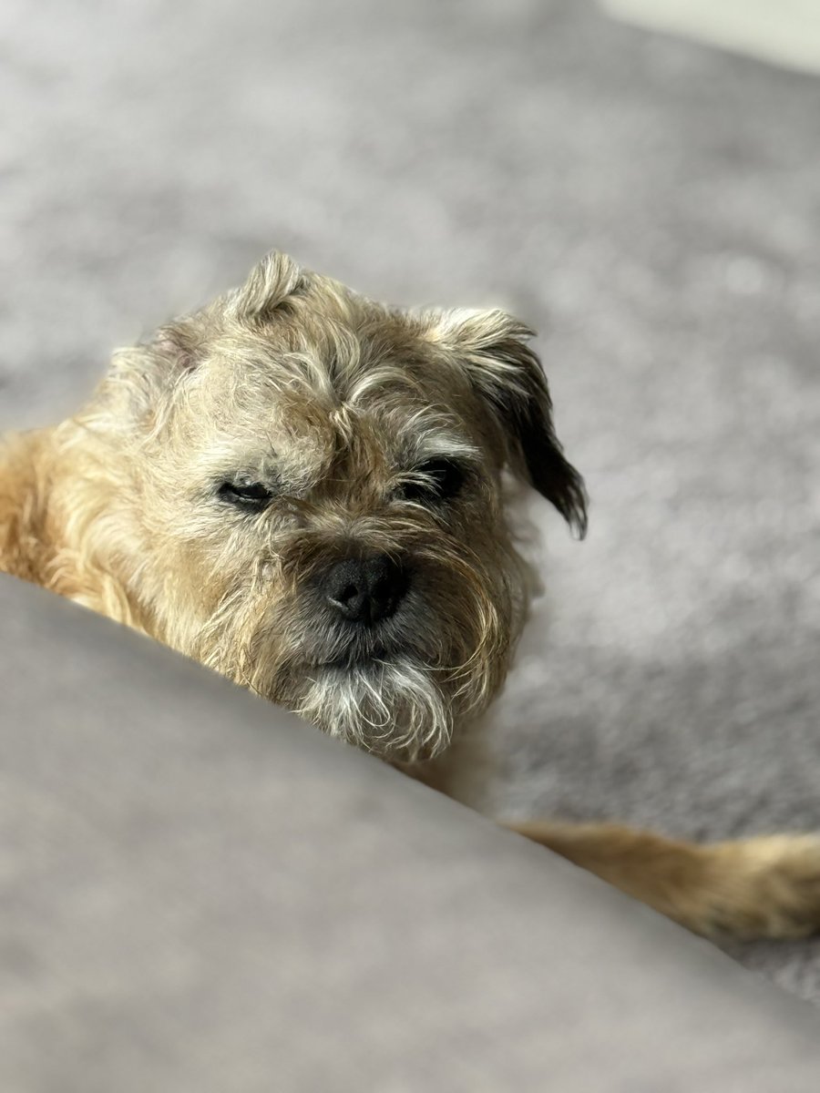 DuncanPickles's tweet image. *grumpy face* it’s my birthday tomorrow pals… hope they’ve remembered *pfft* #DuncanPickles #dogsofX #btposse #ThursdayThoughts