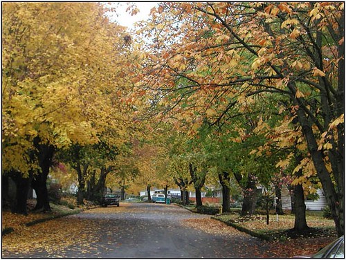 Did you know that trees are like nature's air conditioners? They can reduce the surface temperature in cities by up to a whopping 12°C during summer! That's right, folks, trees aren't just for hugging and climbing anymore. They're also for cooling down our sweltering urban