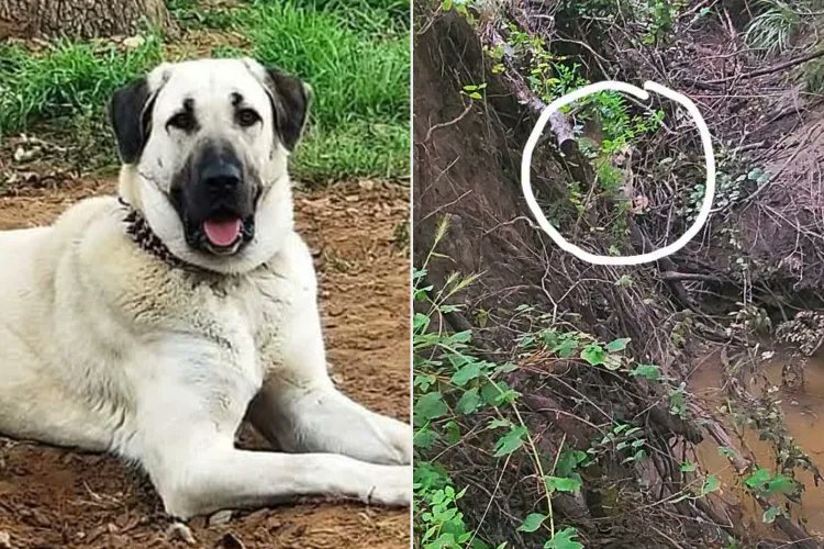 After leaving her Texas ranch on July 3rd for a vacation in Colorado, Erin Doguet learned from her sister that her ranch was flooding and her livestock guardian dog, Ziva was missing. Fortunately, Ziva has been equipped with a Tractive GPS collar that Erin pulled up on an app on