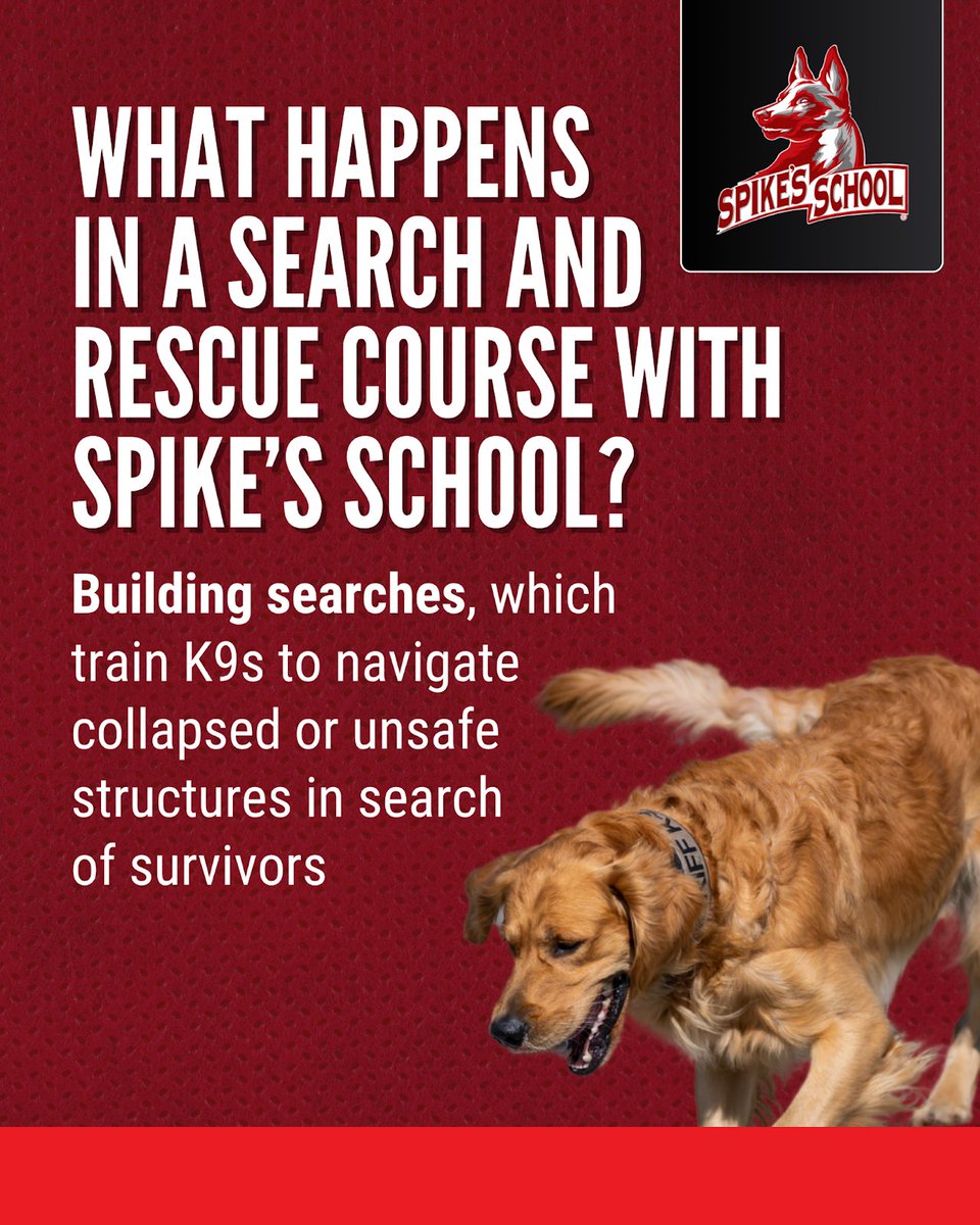 Spikesk9fund's tweet image. In the wake of hurricanes, wildfires, or building collapses, victims can be trapped, disoriented &amp;amp; running out of time. #SearchAndRescue dogs are often the fastest &amp;amp; only hope, navigating chaos &amp;amp; debris where humans can’t, &amp;amp; bringing closure to grieving families.

#SpikesSchool…