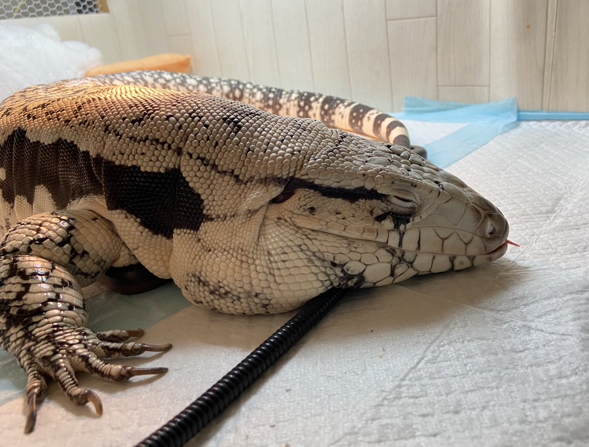 ashley_lizard's tweet image. 舌の先がちょっと出てるのが可愛いの