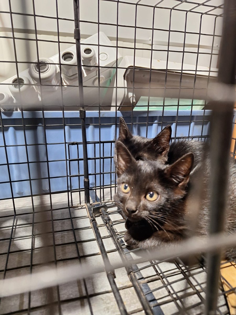 fxckyoumore's tweet image. Chicos, necesitamos ayuda otra vez. Han aparecido 5 bebés gatito donde aparecieron los 5 que tuve en acogida. Yo ahora no puedo acogerlos, estoy de vacaciones fuera. Por favor difundid a ver si les sale casita o al menos una acogida temporalmente.
Están en Valencia.
Gracias ❤️.