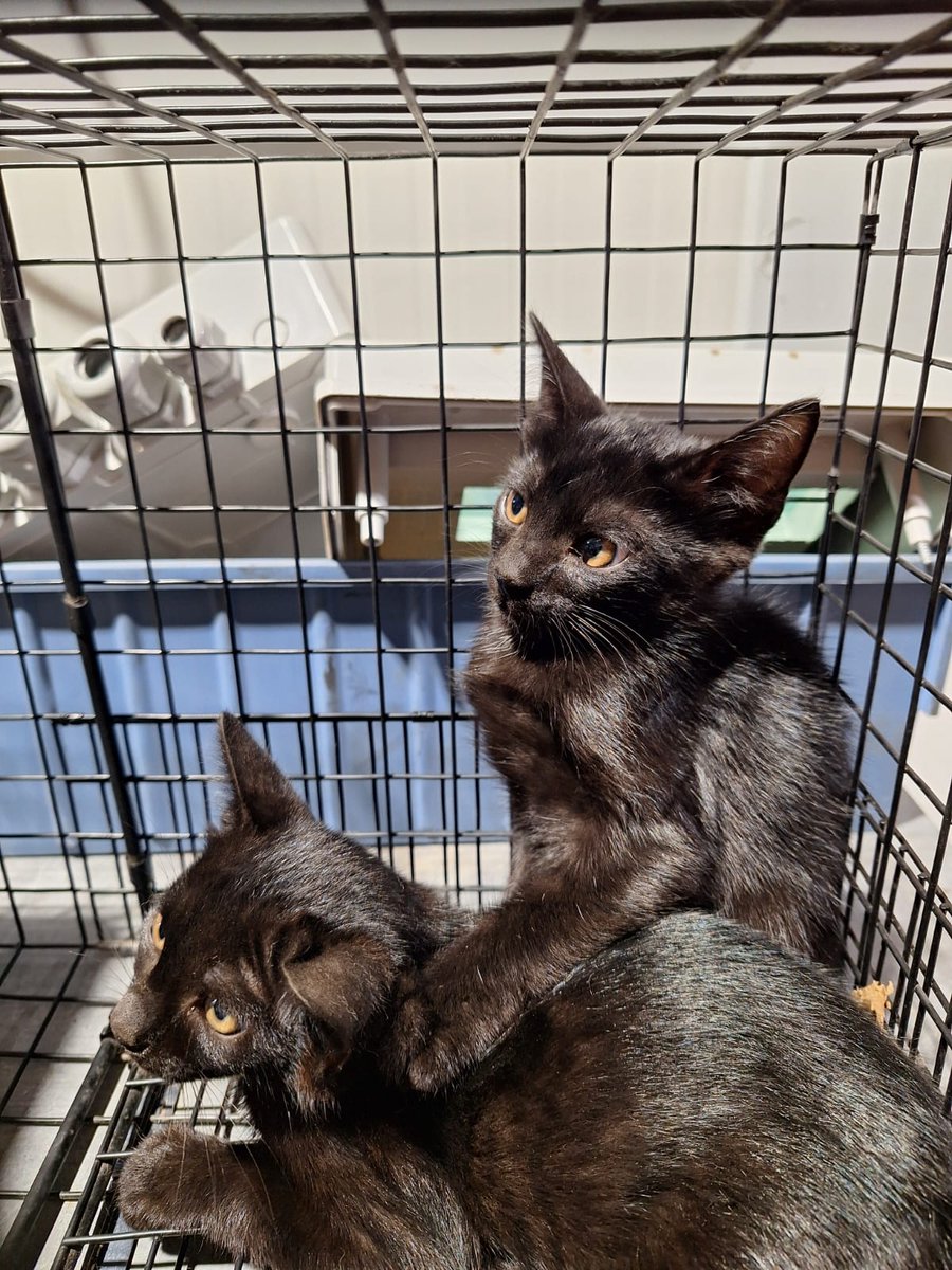 fxckyoumore's tweet image. Chicos, necesitamos ayuda otra vez. Han aparecido 5 bebés gatito donde aparecieron los 5 que tuve en acogida. Yo ahora no puedo acogerlos, estoy de vacaciones fuera. Por favor difundid a ver si les sale casita o al menos una acogida temporalmente.
Están en Valencia.
Gracias ❤️.