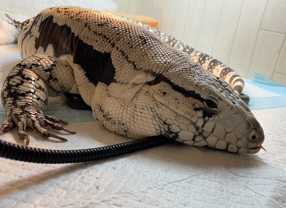 ashley_lizard's tweet image. 「えっ、なに？」

何でもないよー