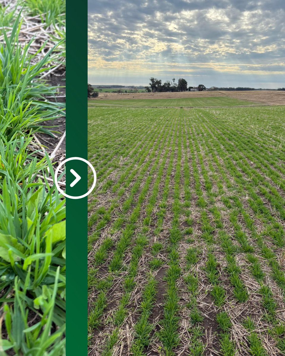 🌱𝐏𝐫𝐨𝐝𝐮𝐜𝐜𝐢𝐨́𝐧 𝐪𝐮𝐞 𝐫𝐢𝐧𝐝𝐞

Dactylis Sulivan acompañado de achicoria Puna II y trébol rojo: combinación ideal para potenciar la calidad forrajera y asegurar persistencia en el sistema productivo.

📍 Chapicuy, Paysandú.
📸 Fotos y seguimiento de <a href="/amazzilliemed/">Alvaro Mazzilli</a>