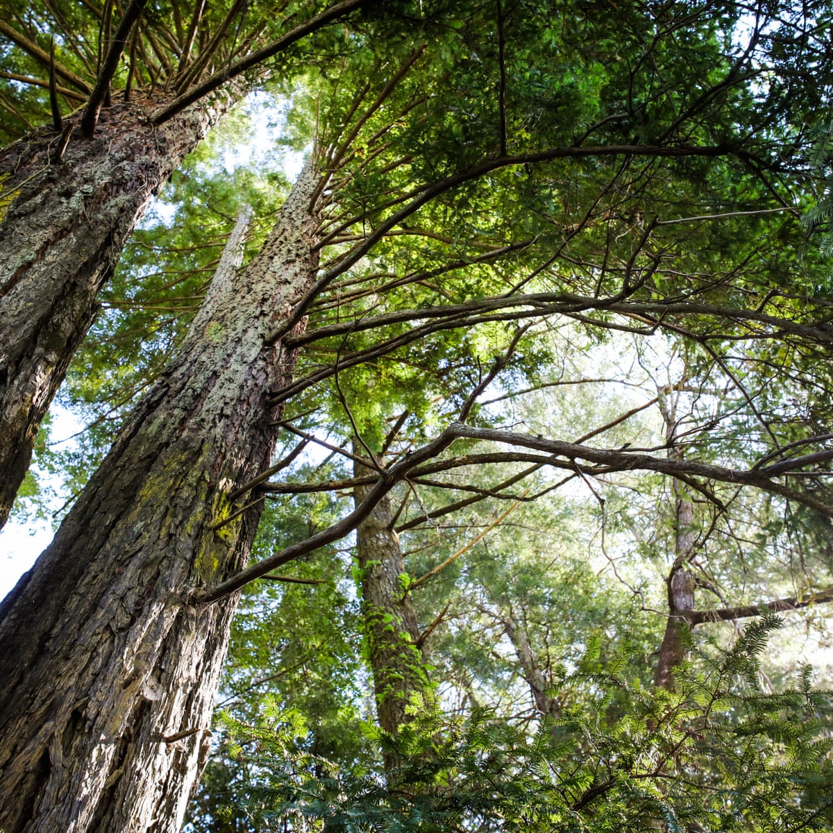 Trees are the ultimate multitaskers! They can absorb up to 48 pounds of CO2 per year, provide shade, create oxygen, prevent soil erosion, and even improve our mental health. Talk about a green superhero!